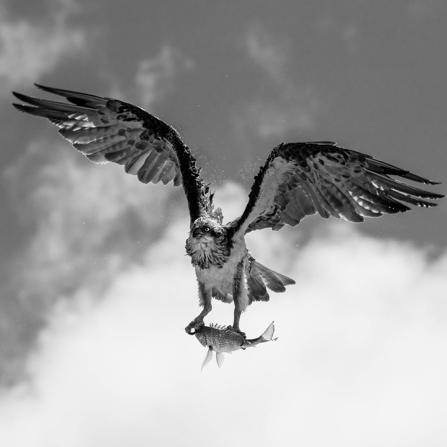 Фотография #13139232