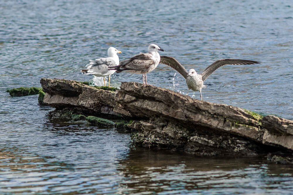 Photograph by Евгений Киселев