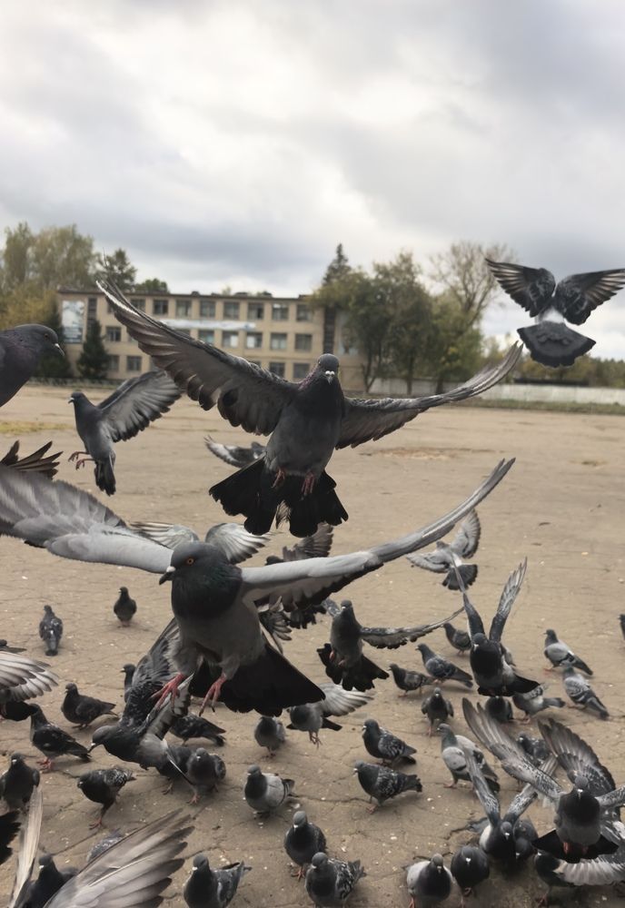 Фотография автора Елена Охапкина