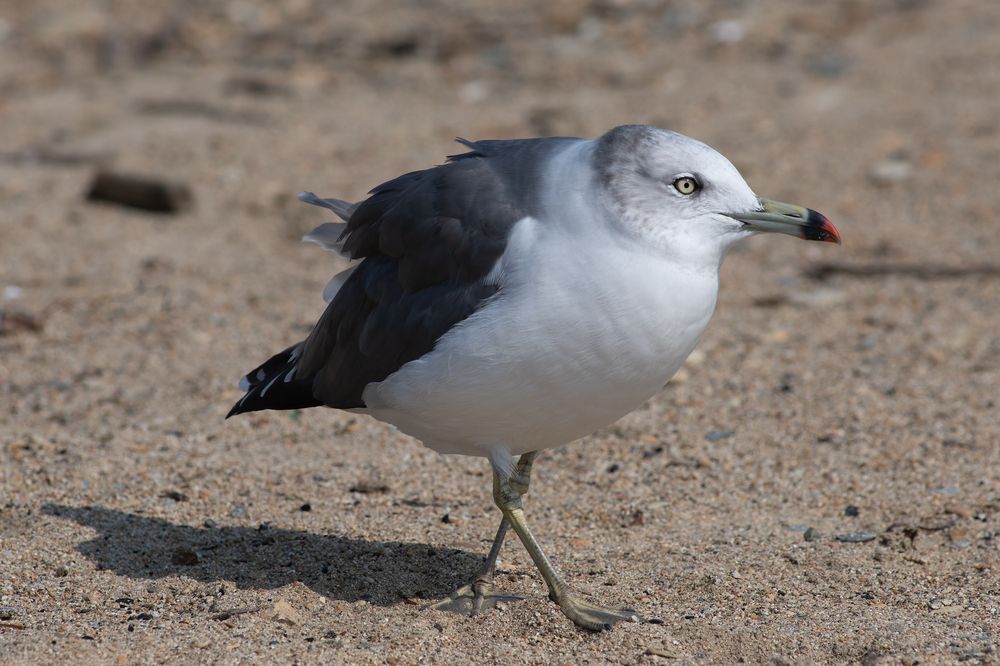 Фотография автора Чекалев Алексей