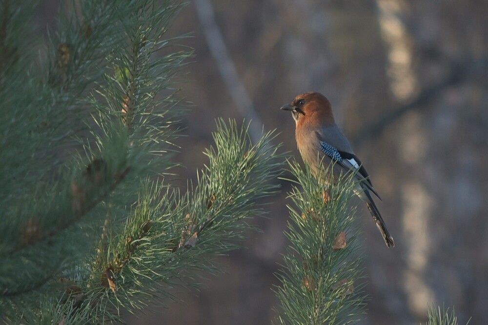 Photograph by Наталья Сорокина