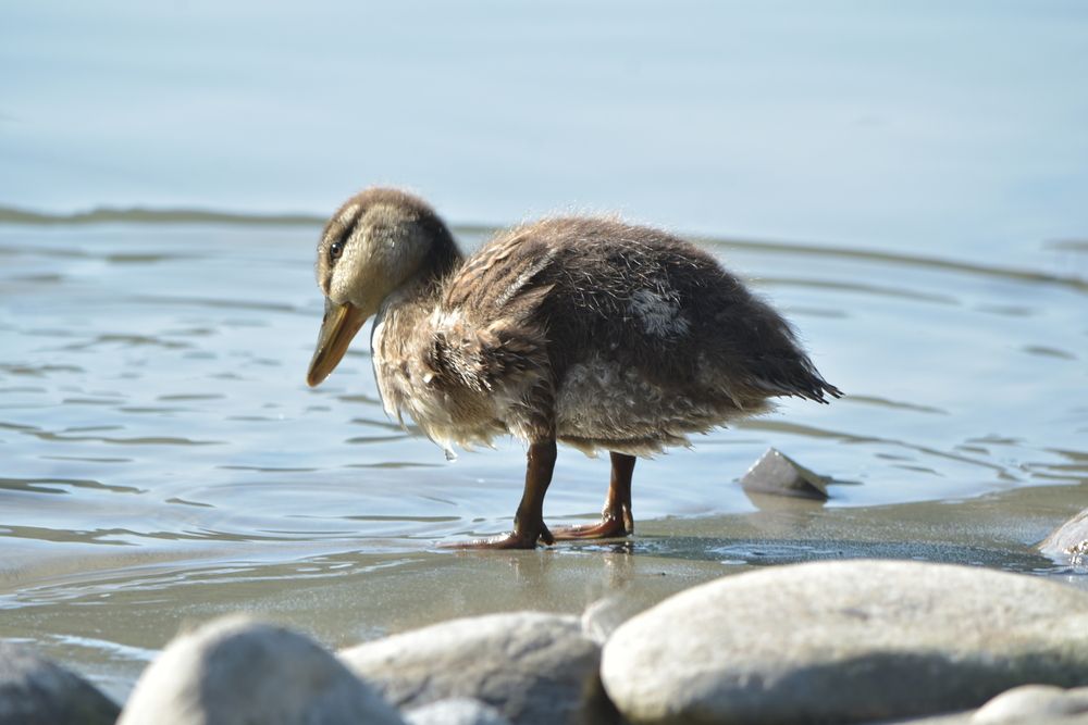 Photograph by Наталья Сорокина
