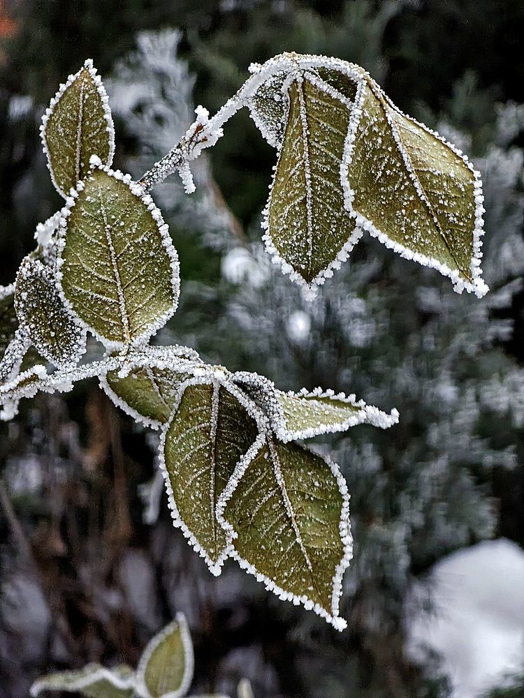 Photograph by Лилия Фролова