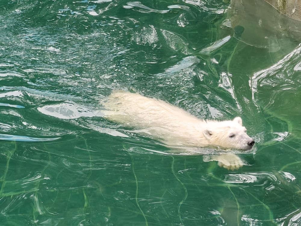 Медвежонок плывёт