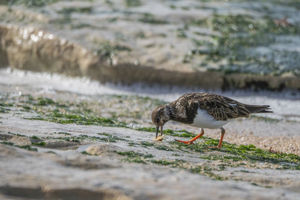 Фотография автора Доляна Горохова