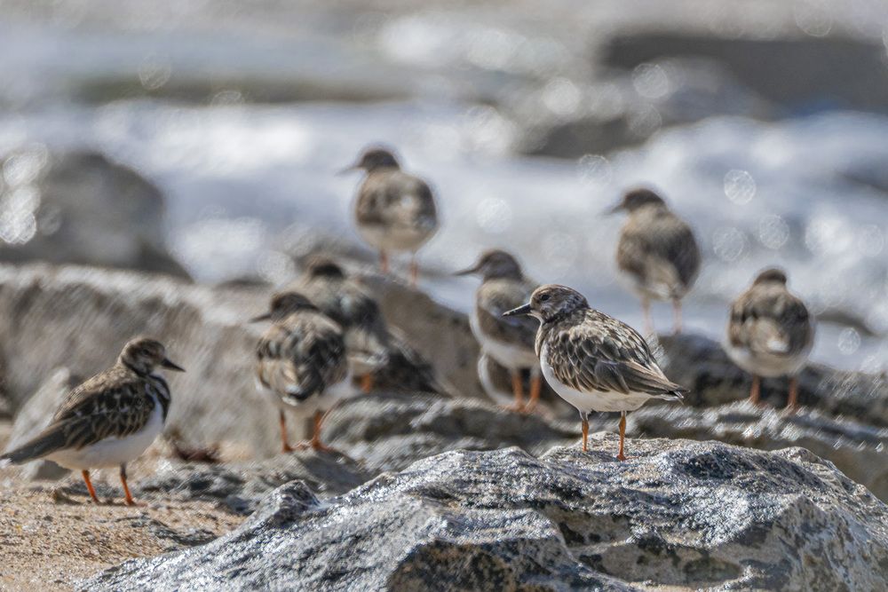 Фотография автора Доляна Горохова