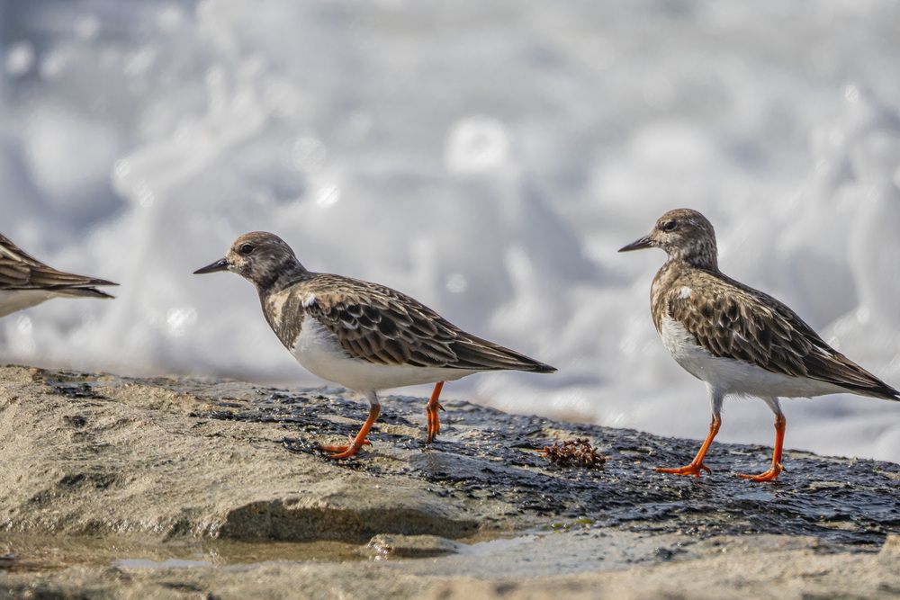 Фотография автора Доляна Горохова