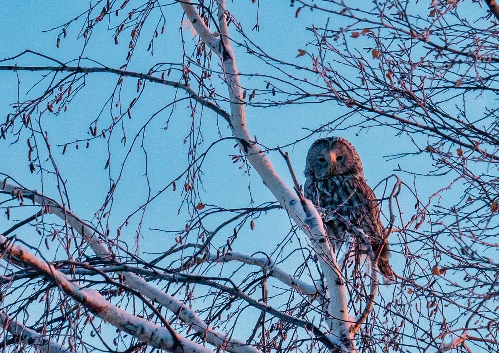 Photograph by Саргылана Прокопьева