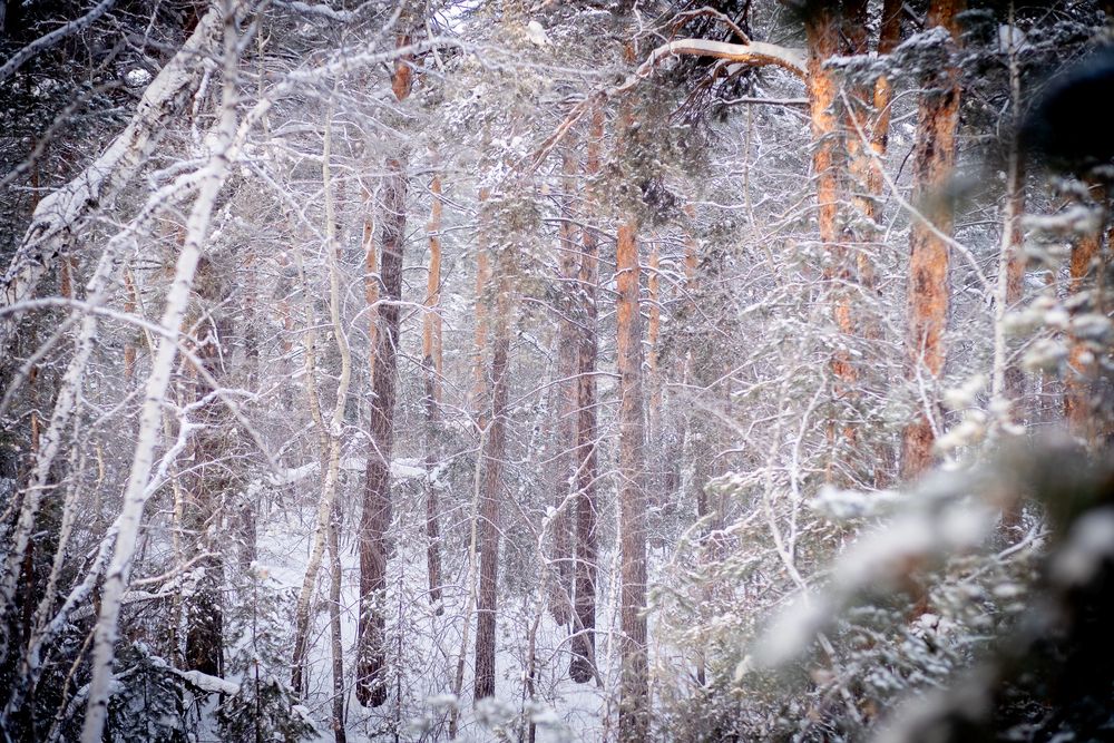 Photograph by Sergey Boiko