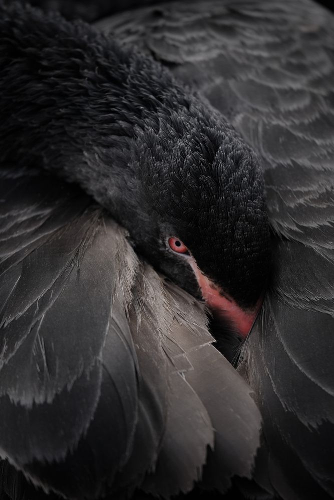 Фотография автора Васильев Роман