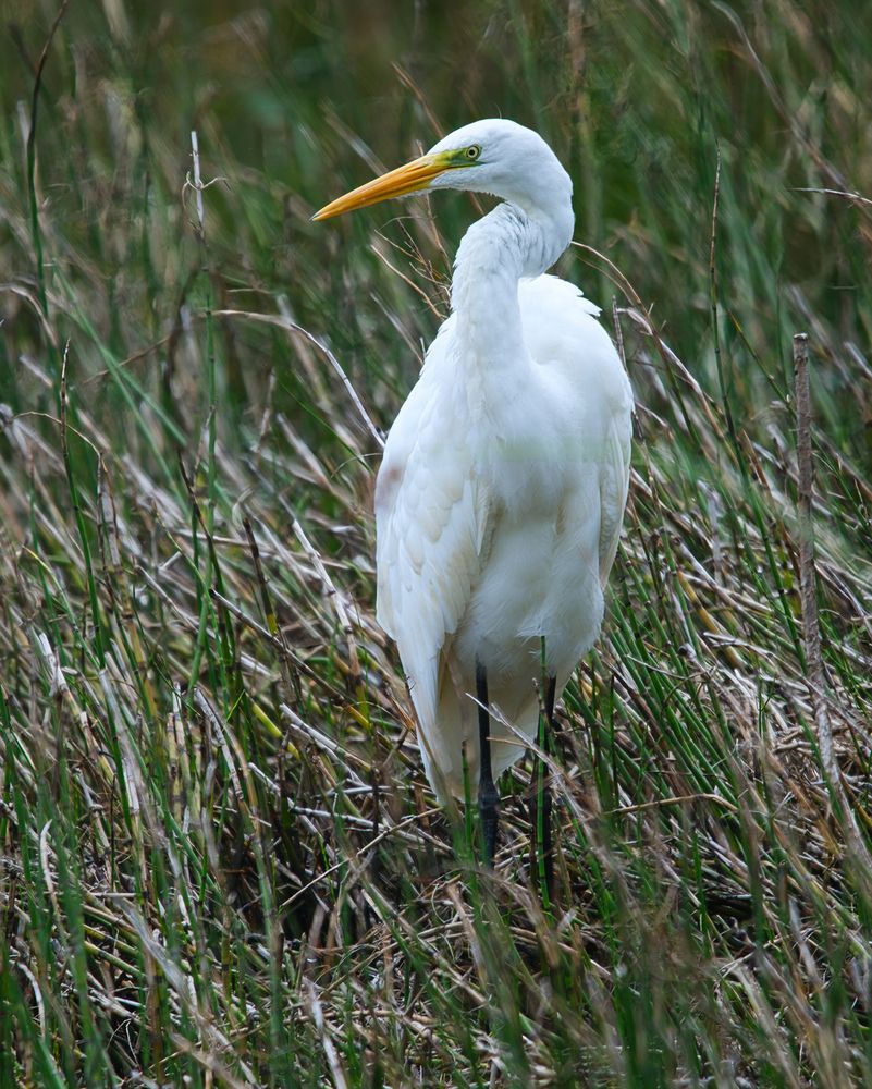 Photograph by Janis Serdienis