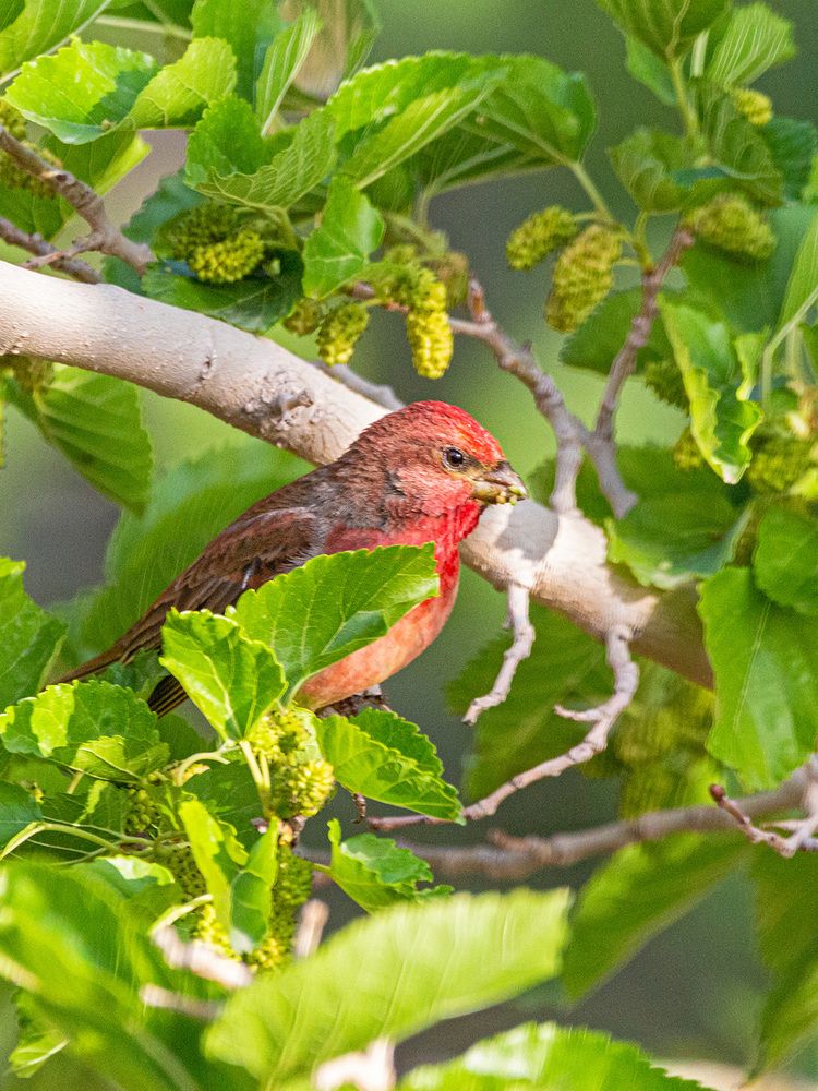 Фотография автора Davoud Naeimi