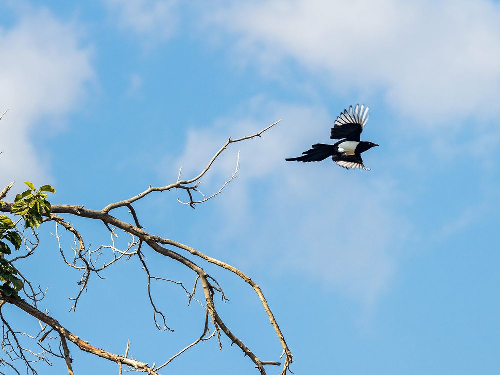 Фотография автора Davoud Naeimi