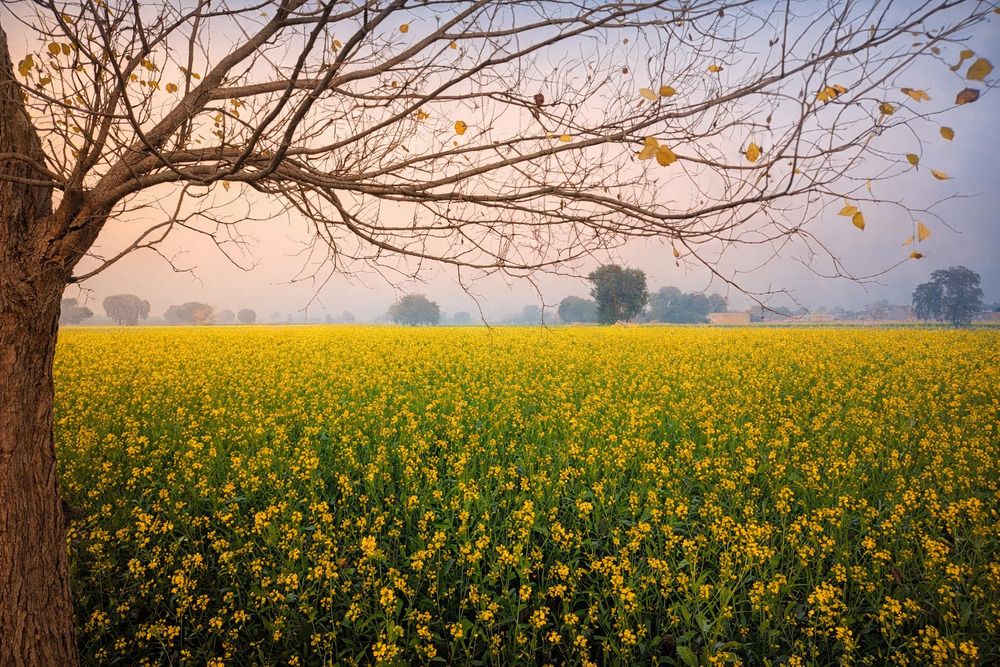 Photograph by Manav Swami