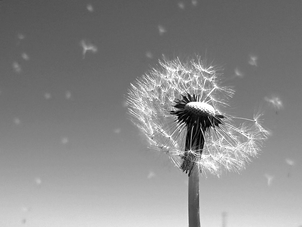 Фотография автора Davoud Naeimi