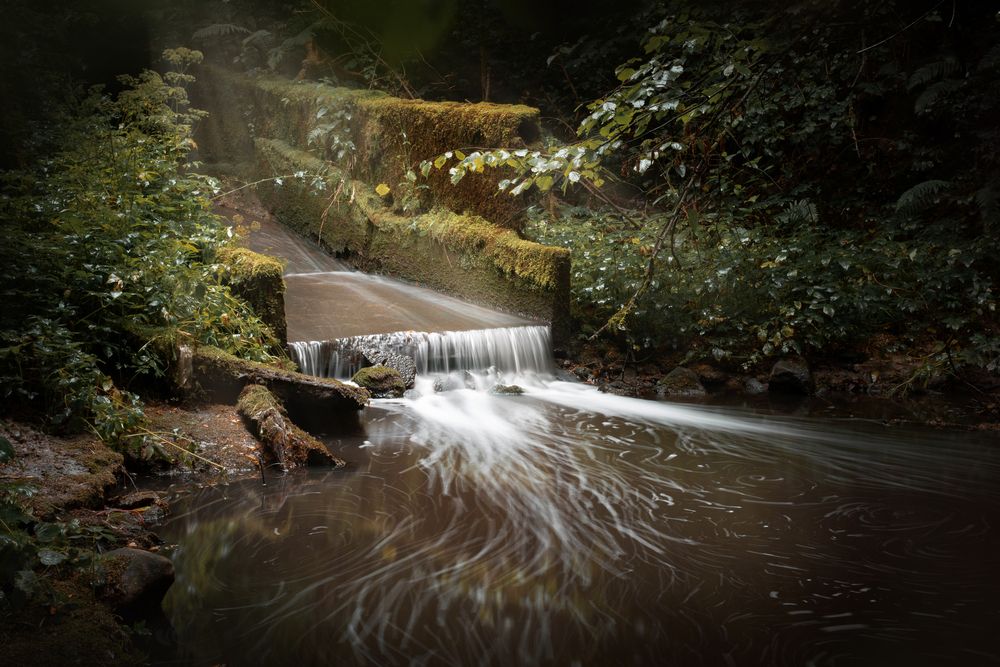 IN THE DEPTHS OF THE FOREST