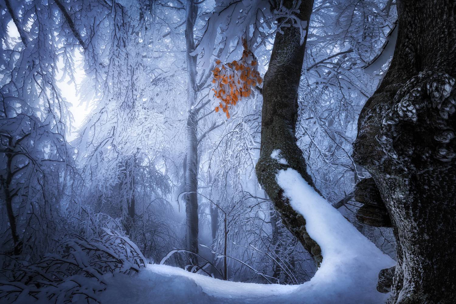 In the Embrace of Winter