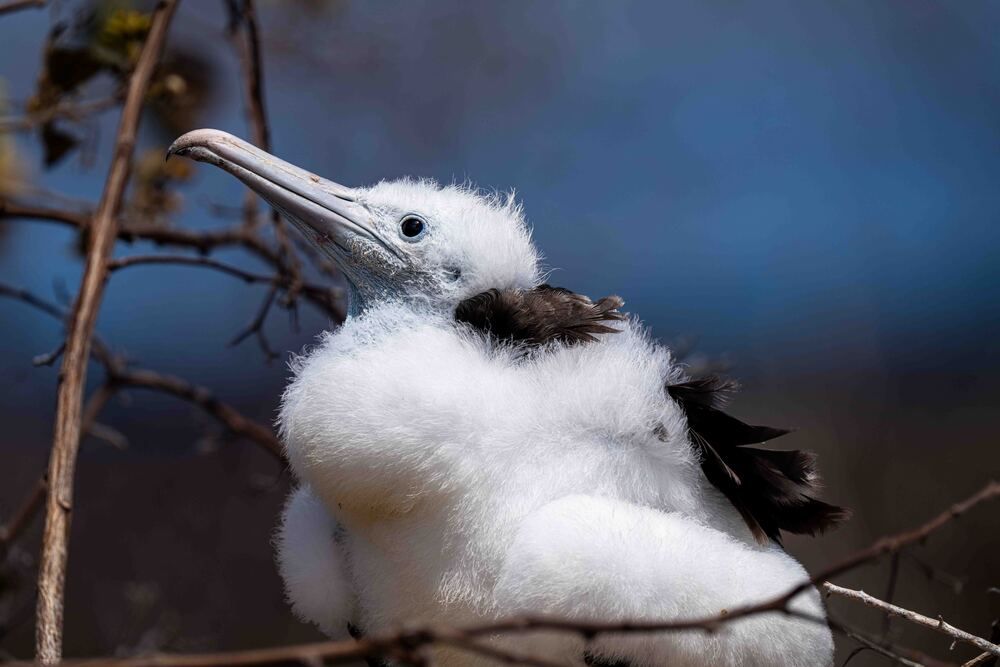 Photograph by Julia A Caesar