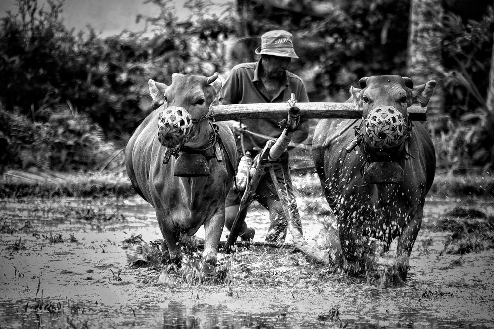 Photograph by Budi Aryawan