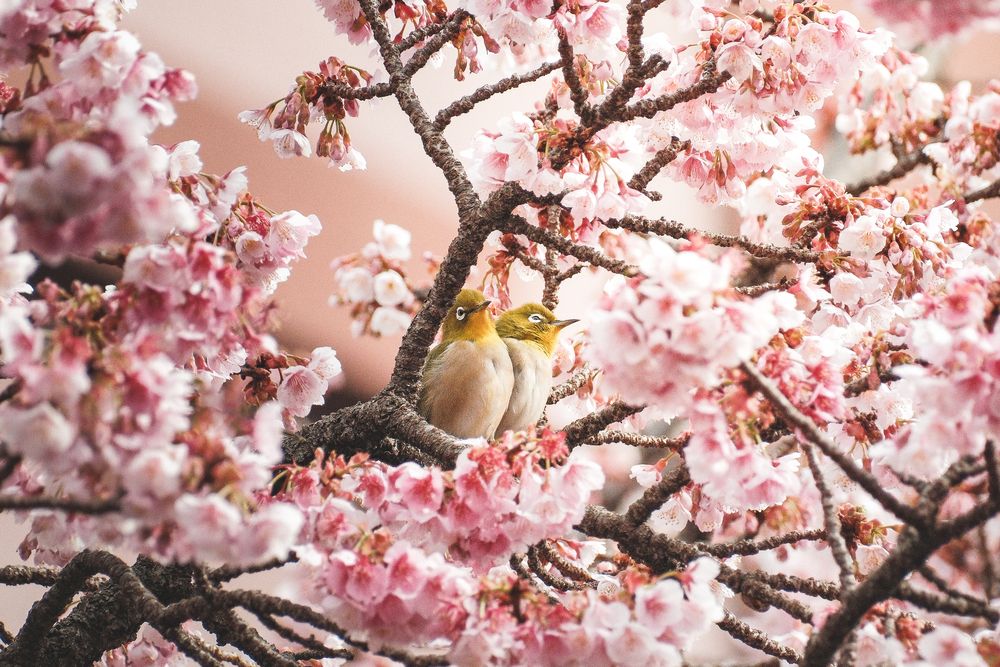 Where Spring Pauses
