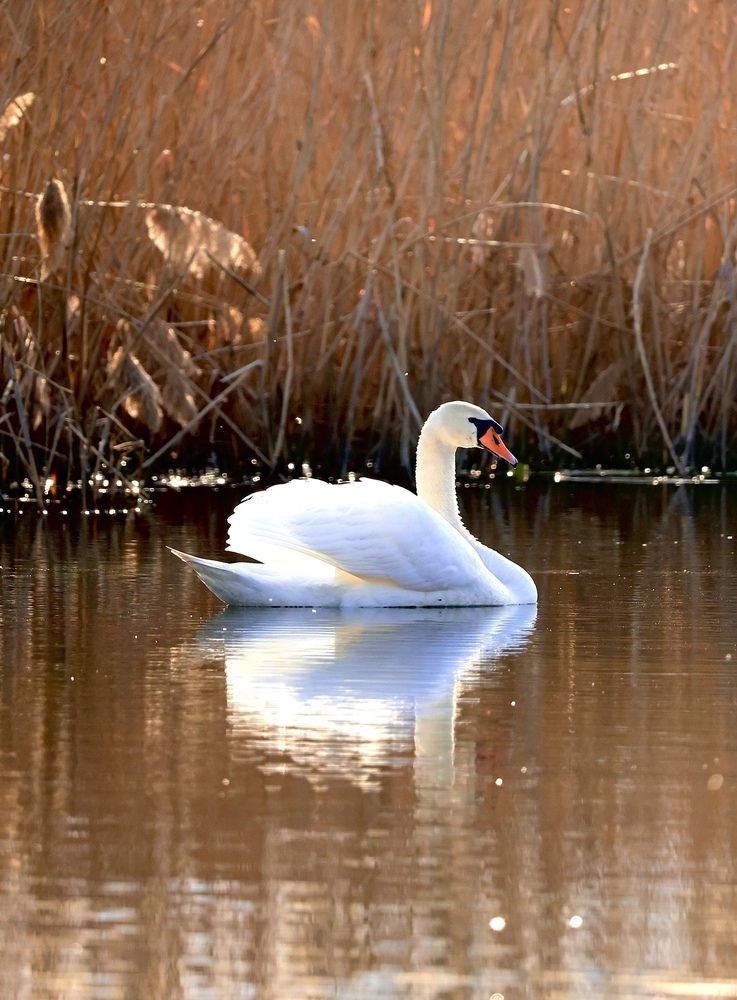 Photograph by Ирина Бабич