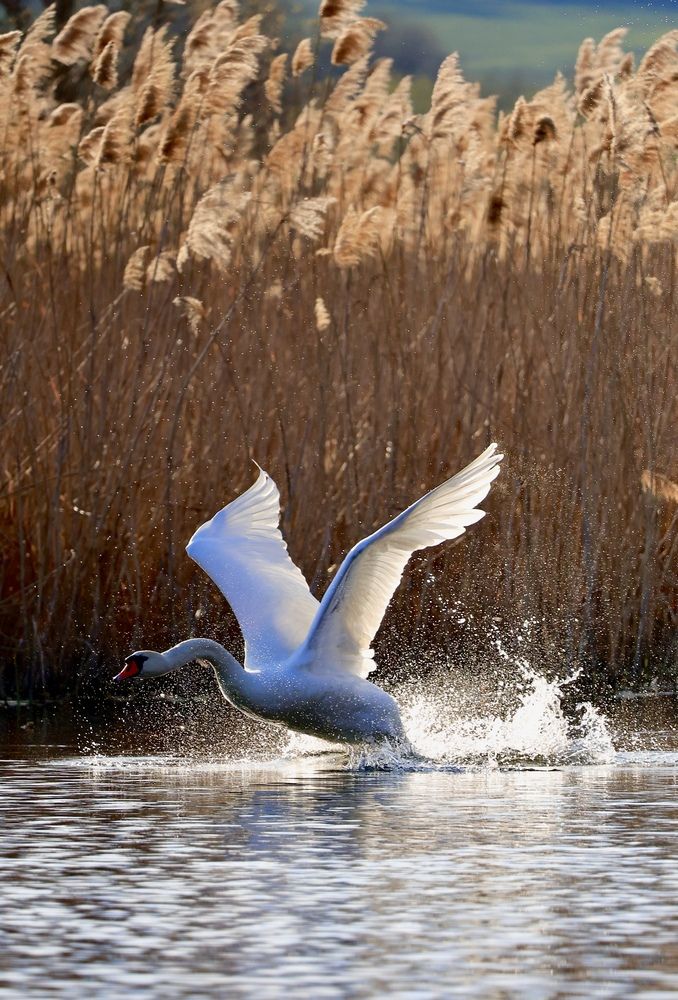 Photograph by Ирина Бабич