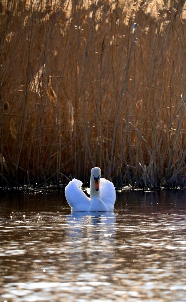 Photograph by Ирина Бабич