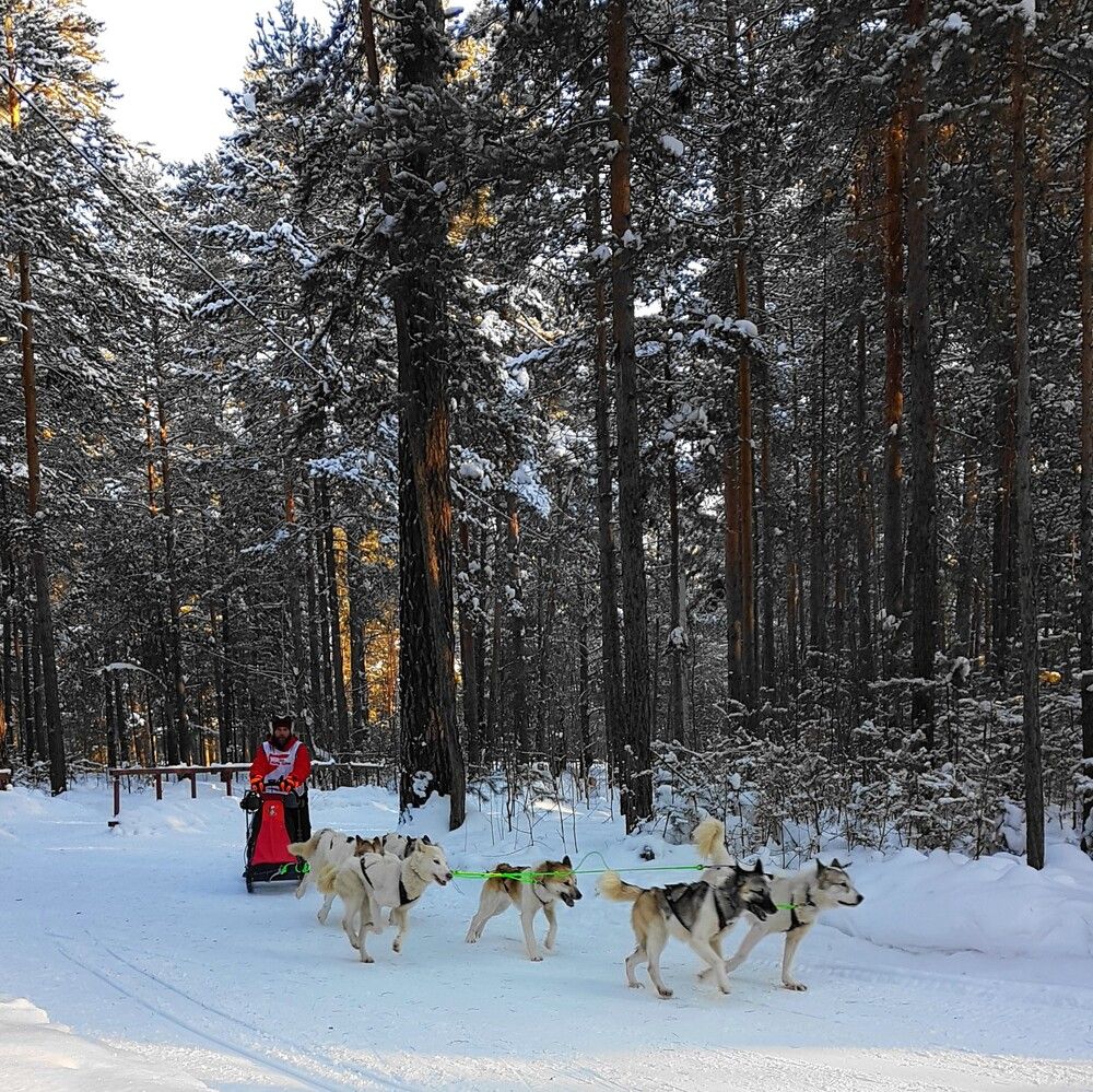 Гонки на собачьих упряжках или ездовой спорт