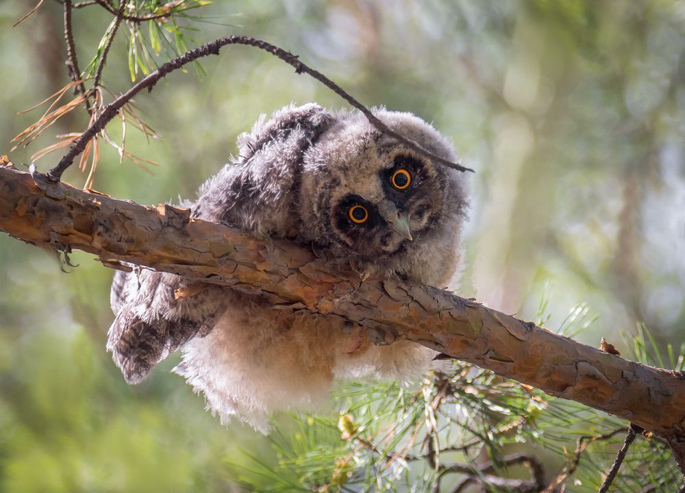 Любопытный.