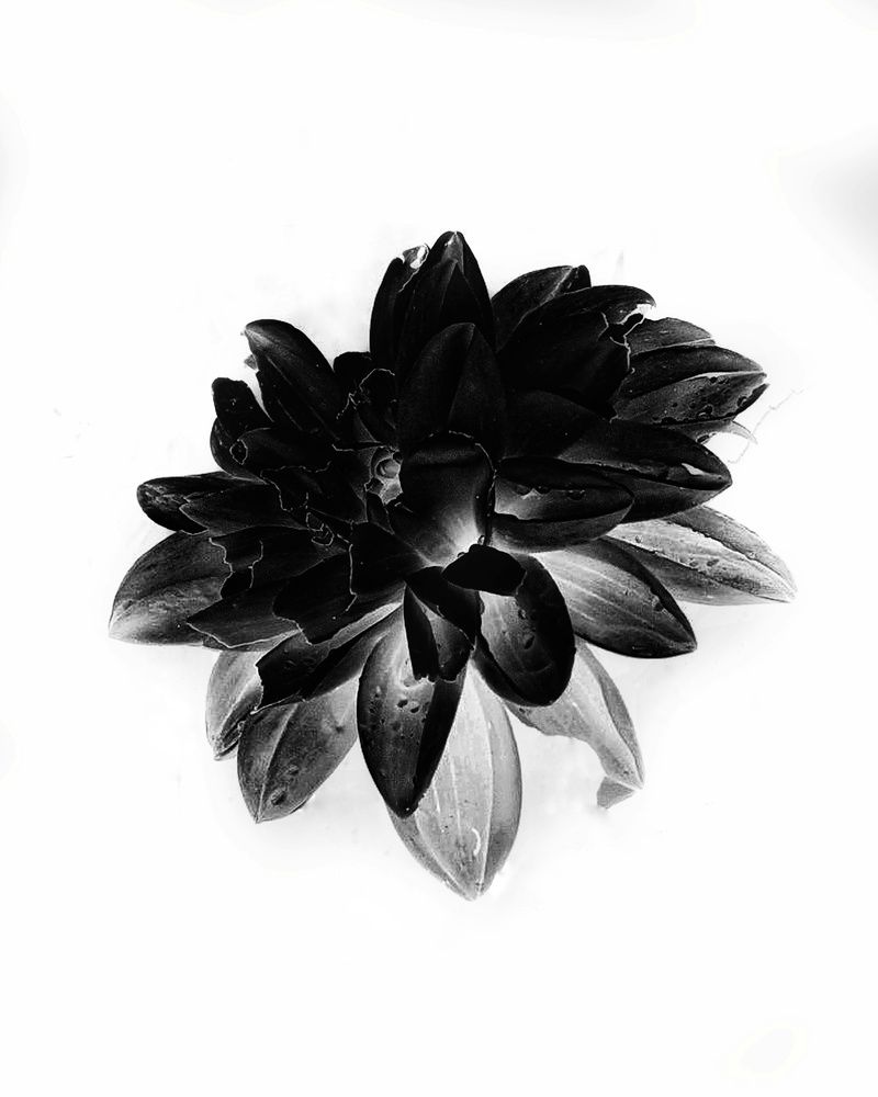 Photograph by Дарья Макаревич