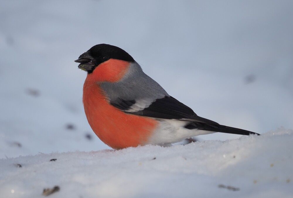 Photograph by Виктор Комиссаров