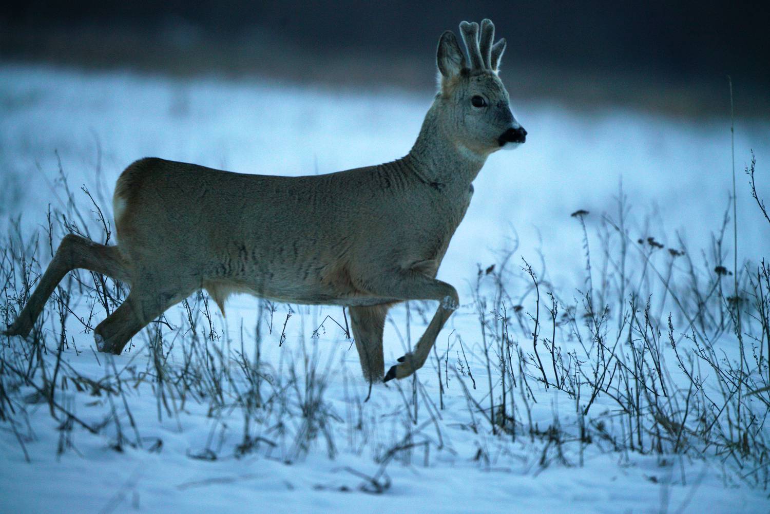 Photo #13141544