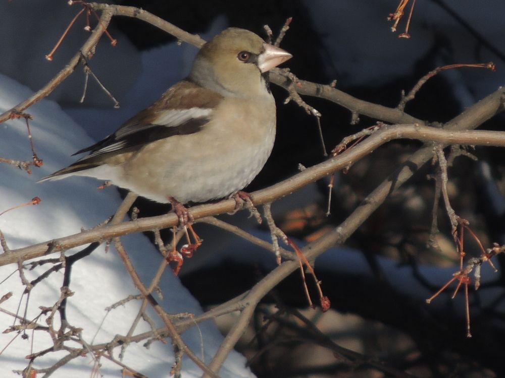 Photograph by Галина Урлапкина