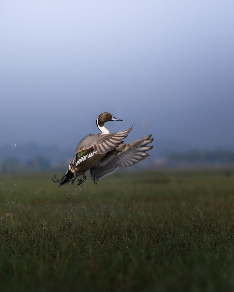 Фотография автора Banhisikha