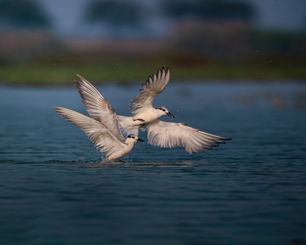 Фотография автора Banhisikha