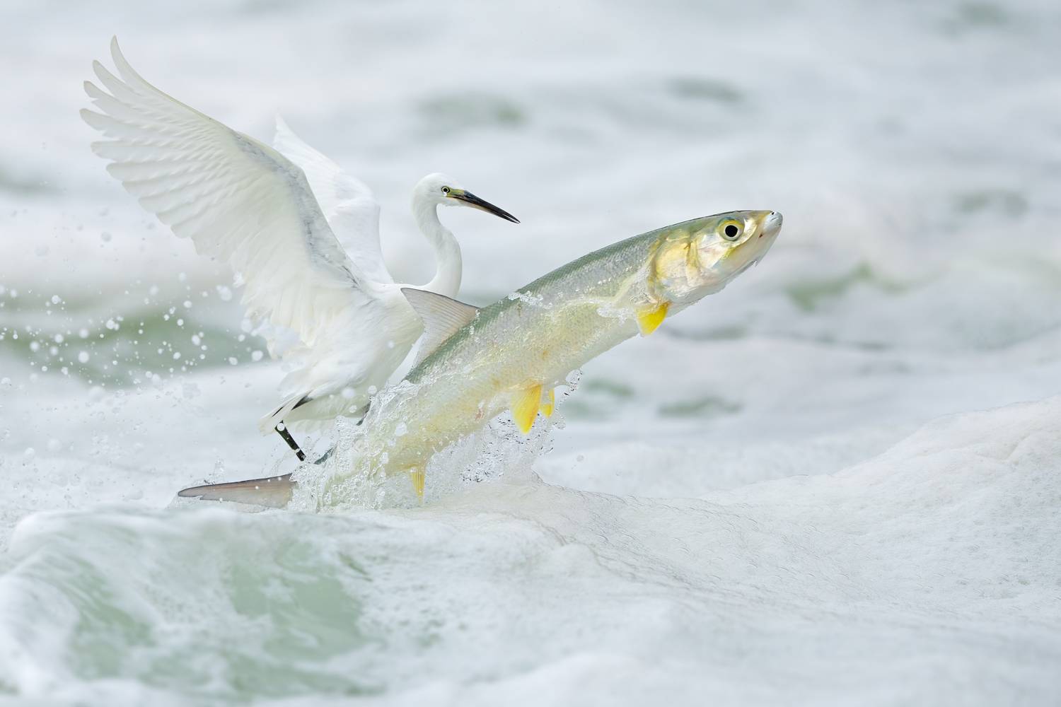 Cry For The Little Fish