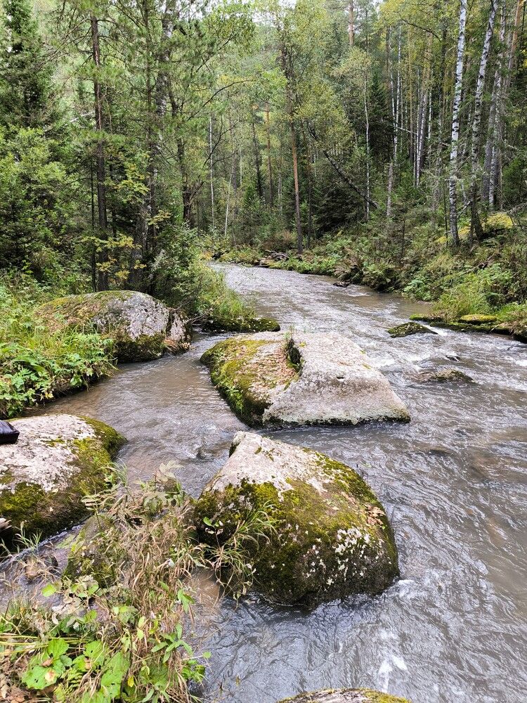 Живописный пейзаж с лесной рекой