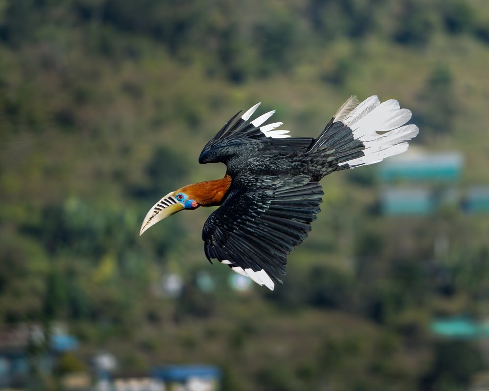 Фотография автора Banhisikha