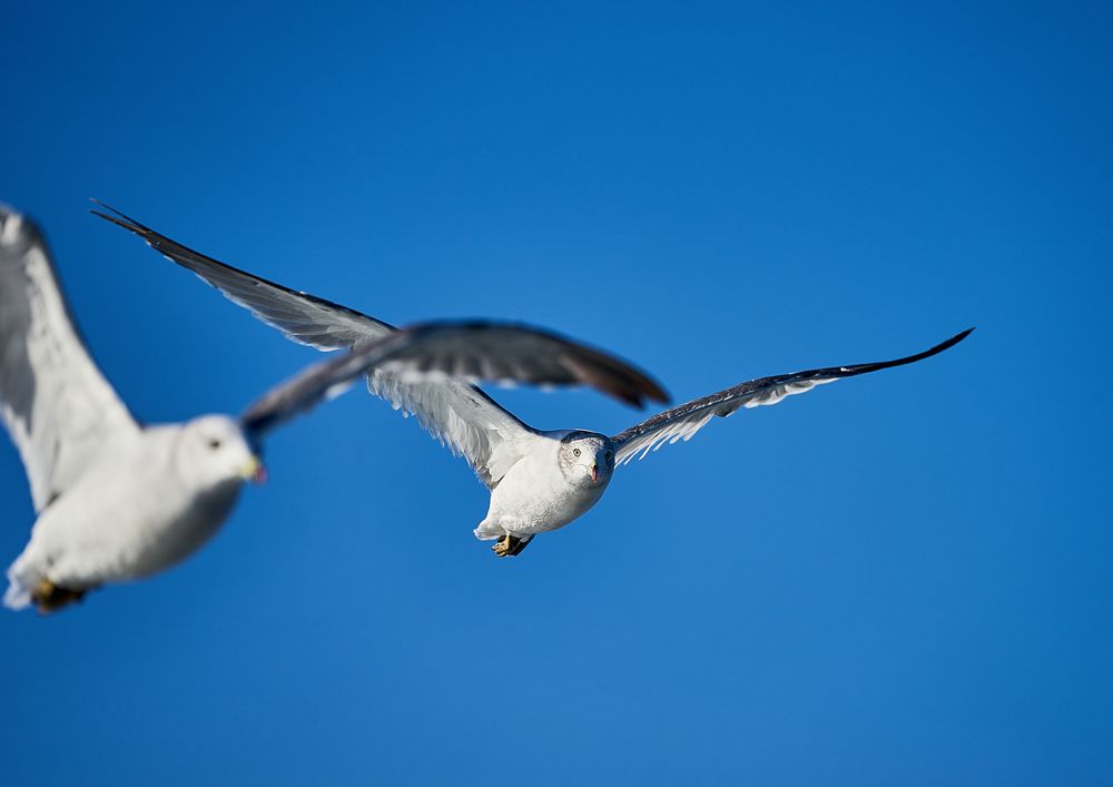 Photograph by Неман Лариса