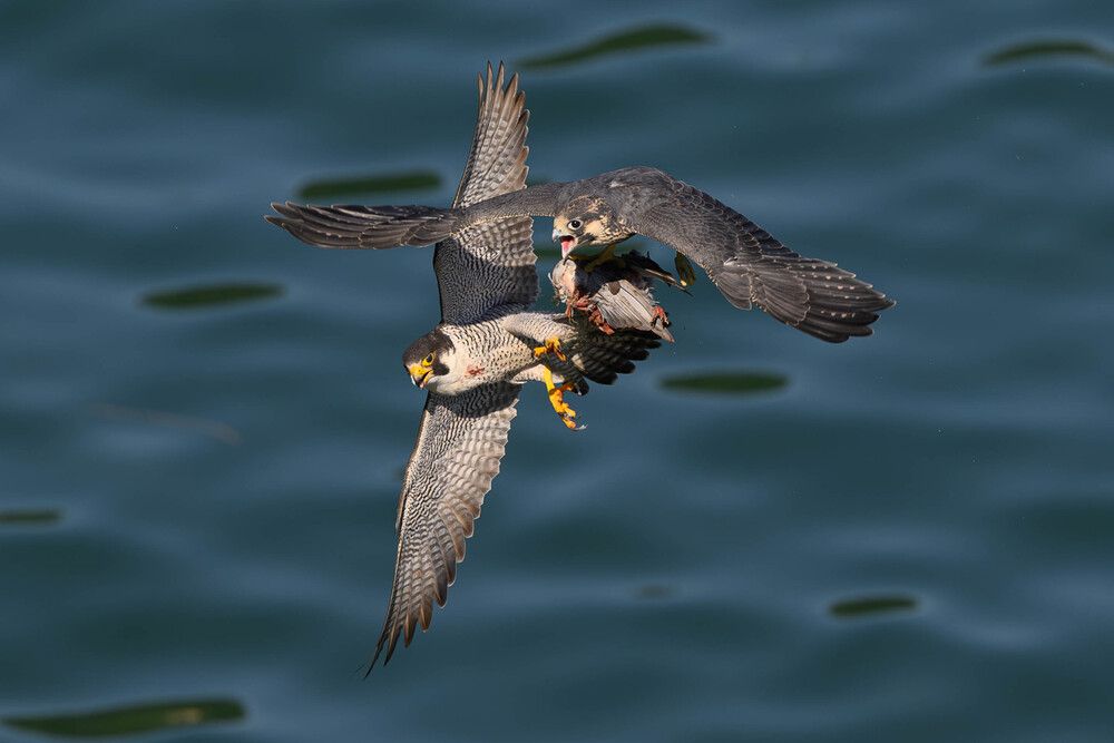 Photograph by Nonnie