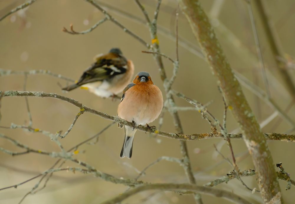 Photograph by Надежда Кангина