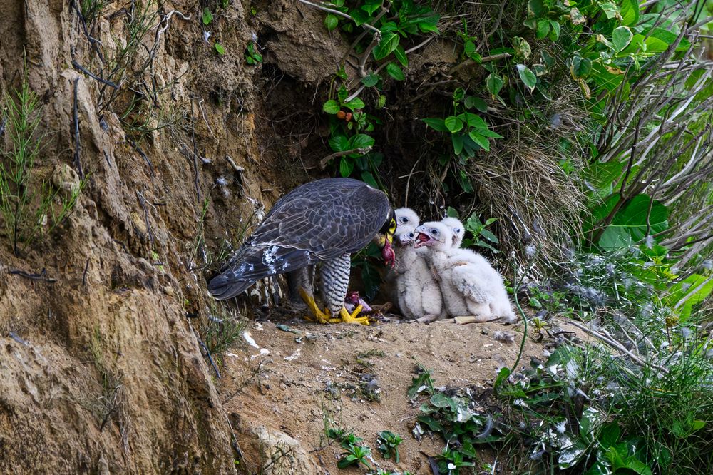 Photograph by Nonnie