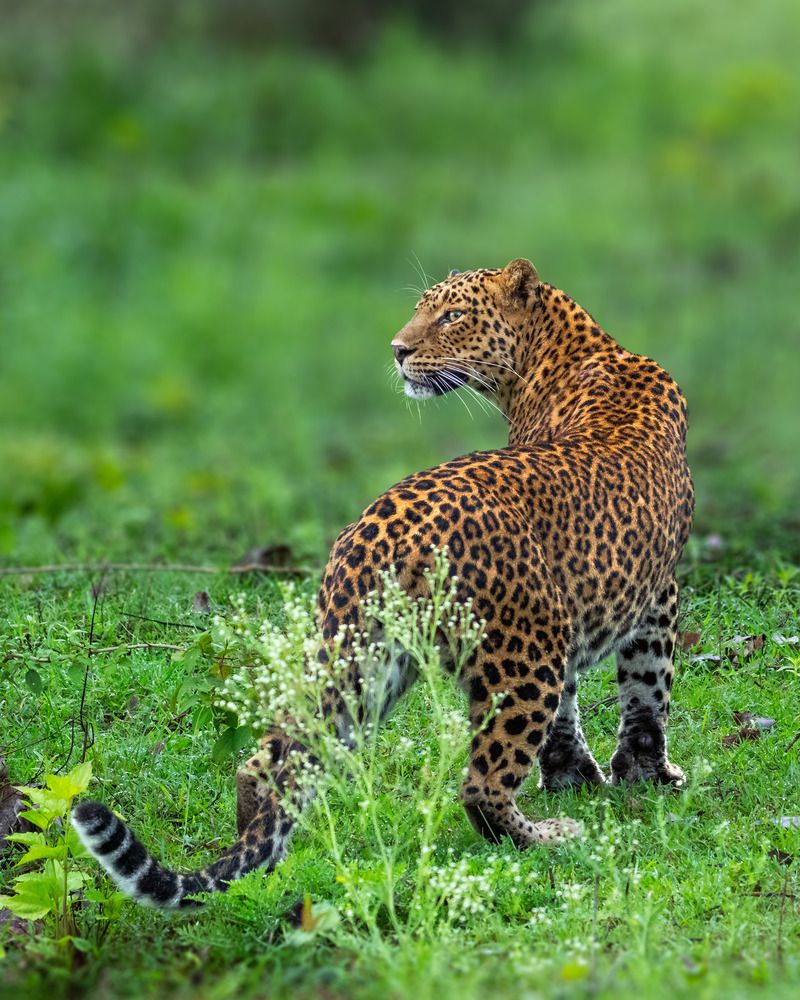 SCURRY FURRY