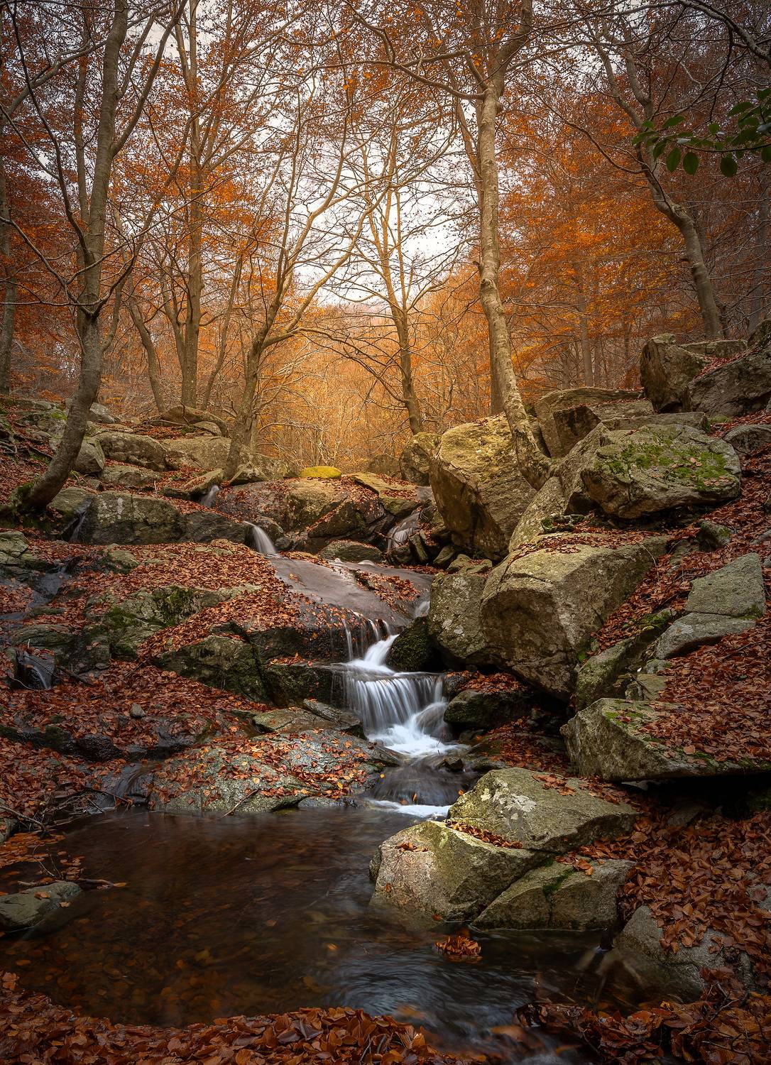 Autumn forest Autumn forest