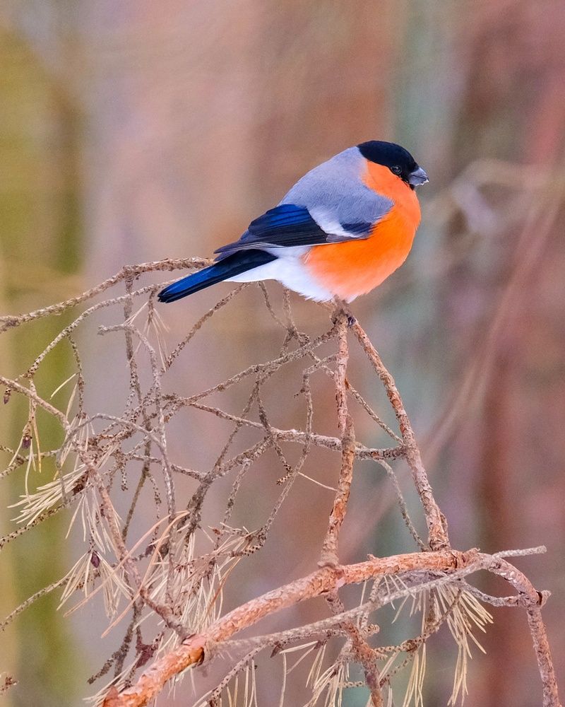 Фотография автора Elvijs Kalnins