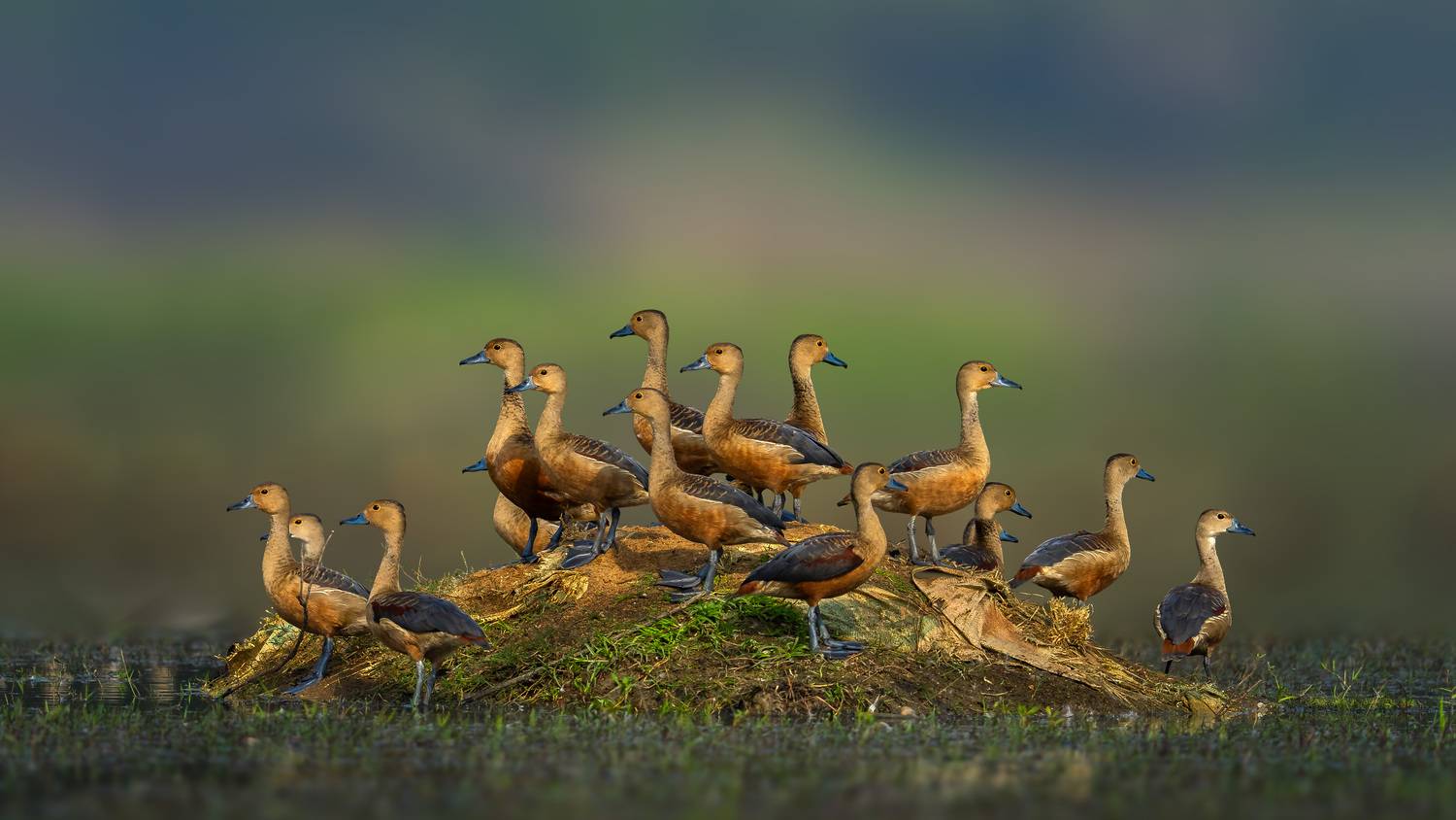 Birds of same feather flock together