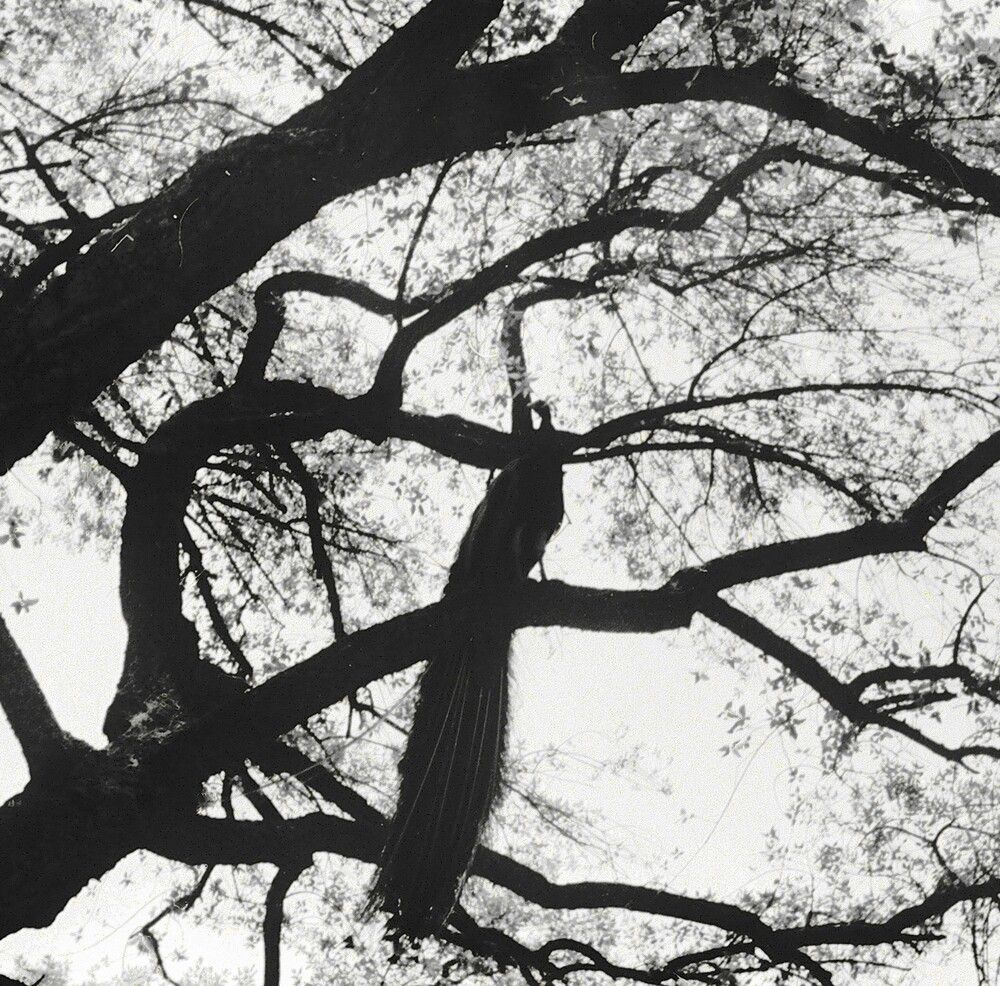 Photograph by Владимир Малёшин