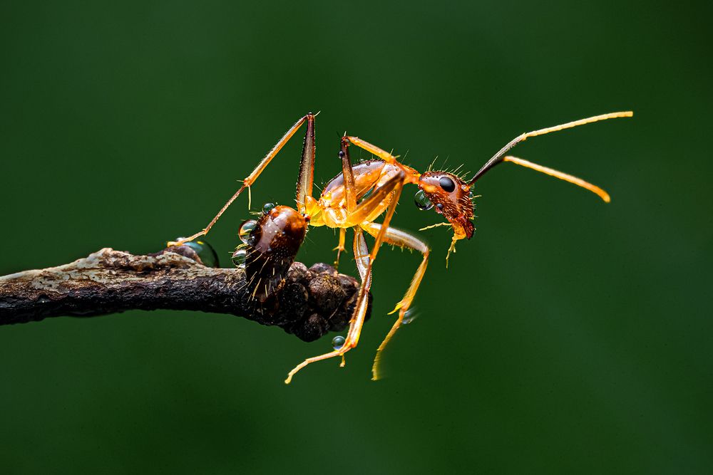 ants
