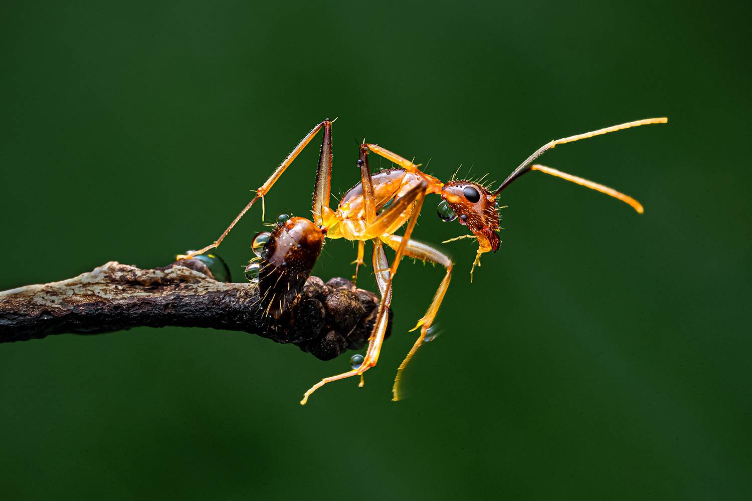ants