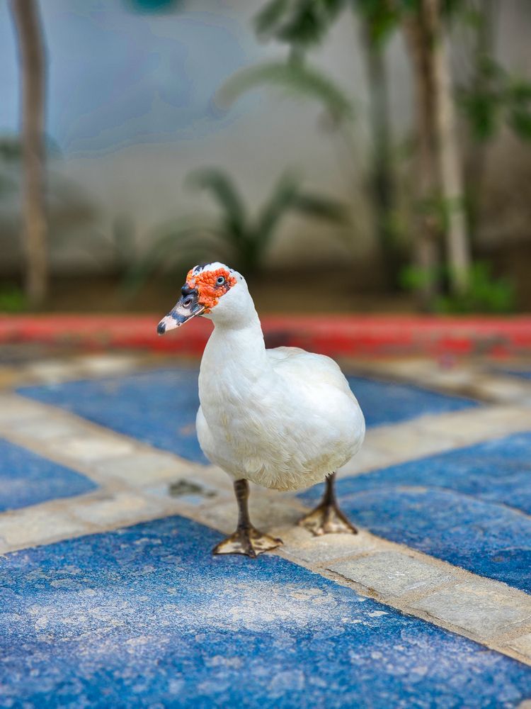 Photograph by Omkar Swamy